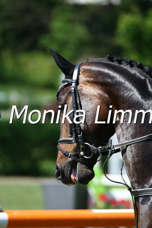 105M9913_Duke of Rabenstein_Spingpf_A.JPG